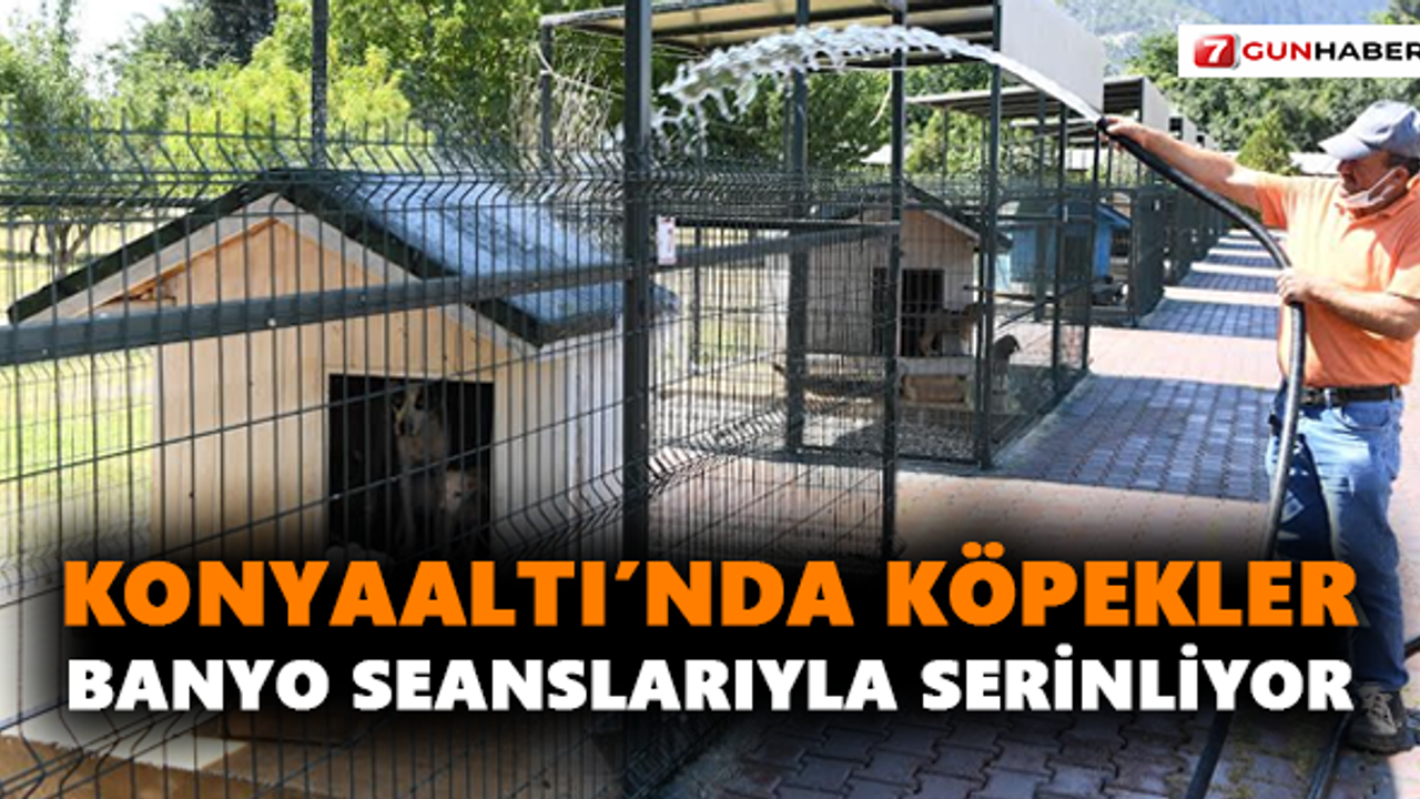Konyaaltı’nda köpekler banyo seanslarıyla serinliyor