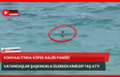 Konyaaltı'nda Köpek Balığı Paniği! Vatandaşlar Şaşkınlıkla İzledi Kimileri Taş Attı