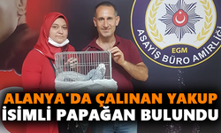 Alanya'da çalınan Yakup isimli papağan bulundu