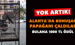 Yok artık! Alanya’da papağan çaldılar