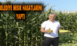 Belediye Mısır Hasatlarını Yaptı