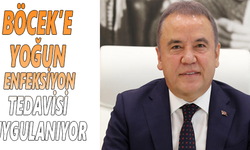 Böcek’e yoğun enfeksiyon tedavisi uygulanıyor