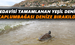 Tedavisi tamamlanan yeşil deniz kaplumbağası denize bırakıldı