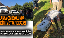 Zincirleme kazada yaralanan kedi için vatandaşlar seferber oldu