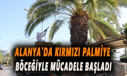 Alanya'da kırmızı palmiye böceğiyle mücadele başladı