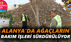 Alanya’da ağaçların bakım işleri sürdürülüyor