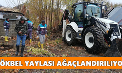 Gökbel Yaylası ağaçlandırılıyor