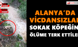 Alanya’da vicdansızlar sokak köpeğini ölüme terk ettiler