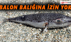 Balon balığına izin yok!