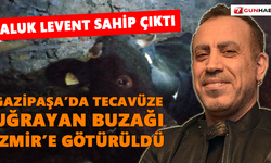Gazipaşa’da tecavüze uğrayan buzağı artık güvende