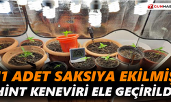 Saksıya ekili halde 11 adet hint keneviri bitkisi ele geçirildi