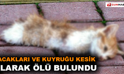 Yavru kedi, bacakları ve kuyruğu kesik olarak ölü bulundu
