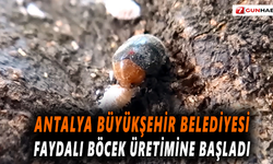 3 milyon predatör avcı böcek ve 6 milyon parazitoit üretilecek