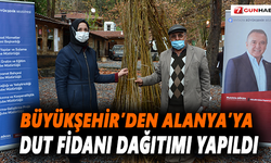Büyükşehir’den Alanya’ya dut fidanı dağıtımı yapıldı