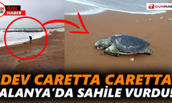 Dev caretta caretta Alanya’da sahile vurdu!