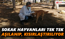 Sokak hayvanları tek tek aşılanıp, kısırlaştırılıyor