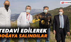 Tedavileri tamamlanıp doğaya salındılar