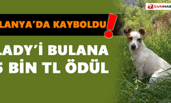 Alanya’da kayboldu! Lady’i bulana 5 bin TL ödül