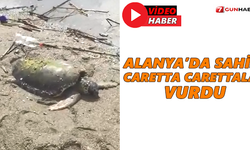 Alanya’da sahile caretta carettalar vurdu