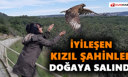 İyileşen kızıl şahinler doğaya salındı