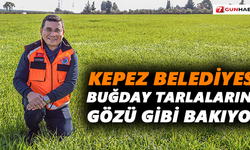 Kepez Belediyesi, buğday tarlalarına gözü gibi bakıyor