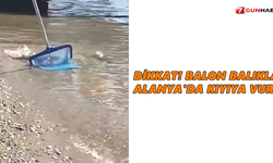 Dikkat! Balon balıkları Alanya'da kıyıya vurdu