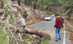 Gazipaşa'da Devrilen Ağaç Yolu Ulaşıma Kapattı