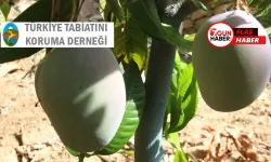 Alanya'da Tropikal Meyve Üreticileri Küplere Bindi