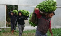 Muzda Hasat Sezonu Başladı, Bahçede 16-18 TL