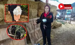 Antalya’da Yumurta Toplamak İsterken Doberman Saldırısına Uğradı