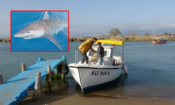Antalya’da Kuzu Balığı Beklerken Köpek Balığı Denk Geldi