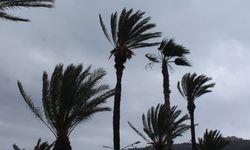Üzerine Palmiye Ağacı Düşen Turist Yaralandı