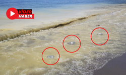 Alanya Sahilinde Endişelendiren Görüntüler! Köpük İçinde Ölü Denizanaları Görüldü