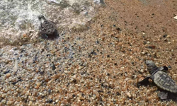 Deniz Kaplumbağaları Alanya Sahillerinde Yumurtlamaya Başladı