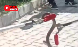 Alanya’da Okul Bahçesinde Korkutan Yılan! İtfaiye Tarafından Yakalandı