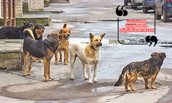 Sokak Köpekleri İçin Yapılacak Düzenleme Detayları Belli Oldu!