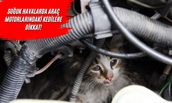 Araçların Motor Ve Kaput Arası Soğuklarda Kedilere Sığınak Oluyor!