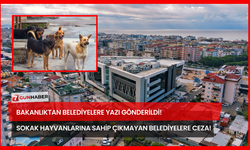 Bakanlıktan Belediyelere Yazı Gönderildi! Sokak Hayvanlarına Sahip Çıkmayan Belediyelere Ceza!