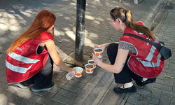 Alanya Kent Konseyi'nden Sokak Hayvanları İçin Anlamlı Etkinlik