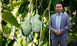 Alanya'da Avokado Artık Kiloyla Satılacak