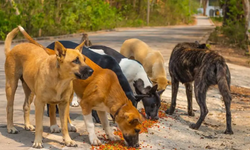 Alanya’da Hayvanseverleri Üzen İddia: Köpekler Zehirli Yiyeceklerden Öldü