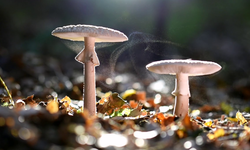 Alanya'da Topladıkları Mantar Hastanelik Etti