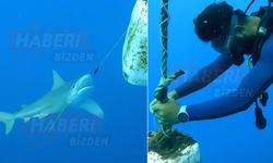 Antalya'da Oltaya Takılan Köpek Balığı Dalgıçların Müdahalesiyle Kurtuldu