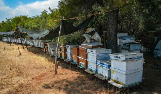 Oğlunun Ölümünün Ardından Dedesinden Kalma Arıcılık Mesleğiyle Hayata Tutundu
