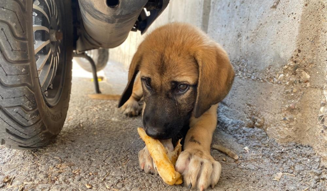 Antalya’da Sokak Köpeğine Şiddete Şahit Oldu! Ama Üzerine Kayıtlı Olmadığı İçin Şikayetçi Olamadı
