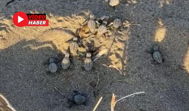 Alanya'da İlk Yavru Caretta Carettaların Denizle Buluşma Anları Kameralara Yansıdı