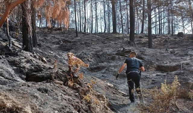 Antalya’da Çıkan Orman Yangınlarındaki Kundaklama Ve Sabotaj ‘Zeytin'in Burnundan Geçiyor