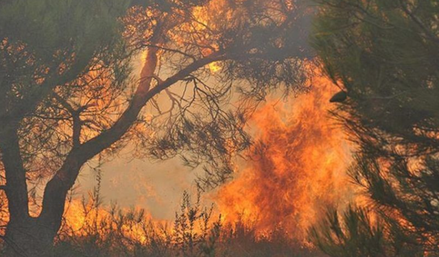 Alanya’da Orman Yangını Devam Ediyor: Şıhlar Mahallesi Boşaltıldı!