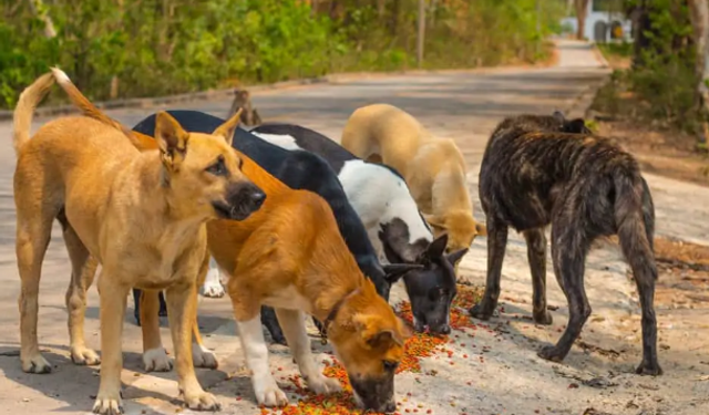 Alanya’da Hayvanseverleri Üzen İddia: Köpekler Zehirli Yiyeceklerden Öldü