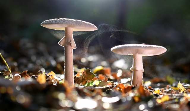 Alanya'da Topladıkları Mantar Hastanelik Etti